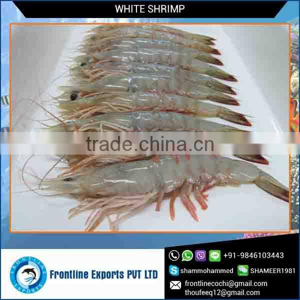 Best Quality Frozen White Shrimp HOSO from India