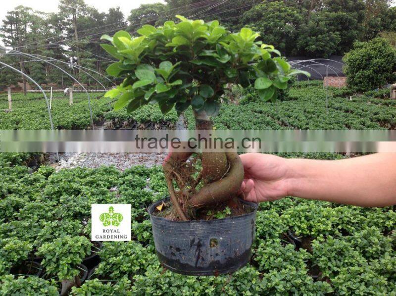 Ficus microcarpa ginseng indoor and outdoor bonsai