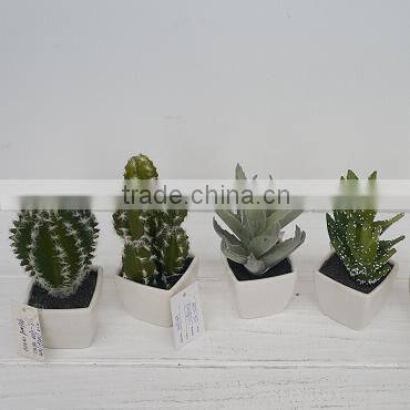 Best selling factory direct price tropical plants mini potted cactus