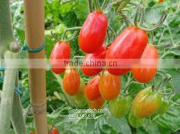 Mixed cherry tomatoes and cucumber 3-6 cm in 720ml jars