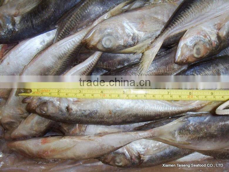 Hot Sale Mackerel Fish 20CM + Frozen Horse Mackerel