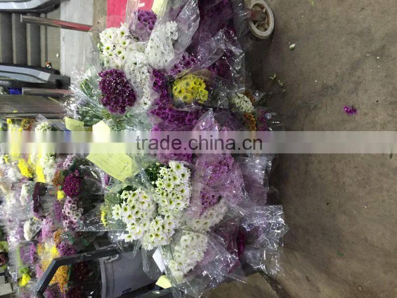 Fresh cut Chrysanthemums flower