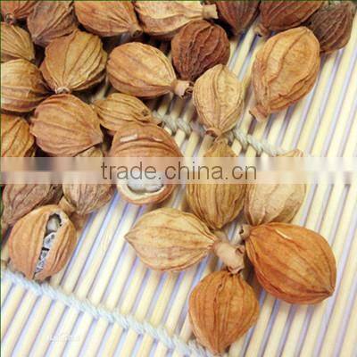 Korea Medicine Fragrant Sand