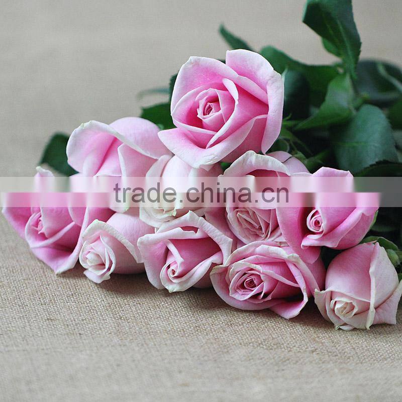 Supply various colors fresh cut flowers light up rose from plants base