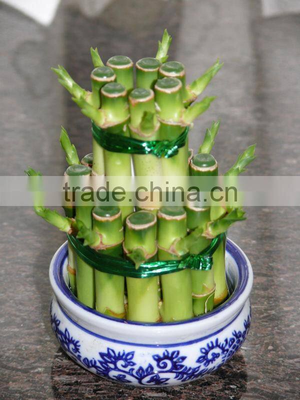 layers towers / ties fengshui Draceana Lucky bamboo from professional nurseries