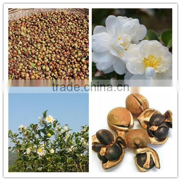Camellia seed oil for skin care and health