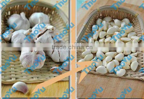 Ginger&garlic peeler/industrial garlic peeler from zhengzhou thoyu machinery SMS:0086-15238398301