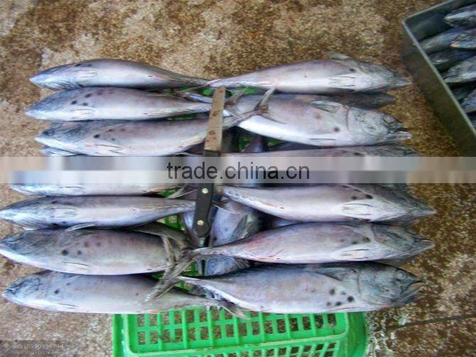 Frozen Bonito