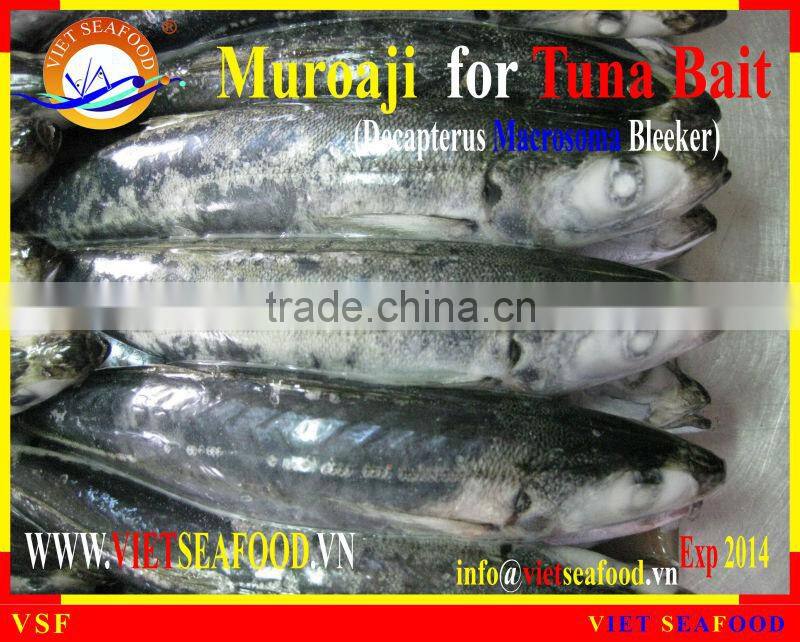 FROZEN MUROAJI FOR TUNA BAIT
