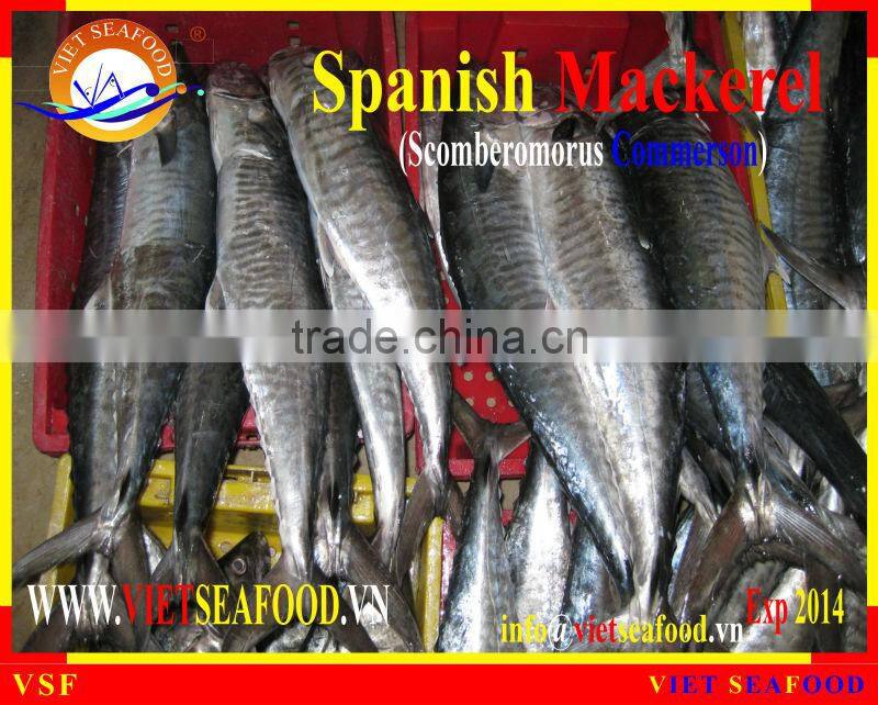 W/R FROZEN SPANISH MACKEREL