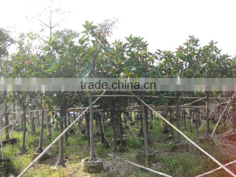 Ficus elastica (rubber fig )