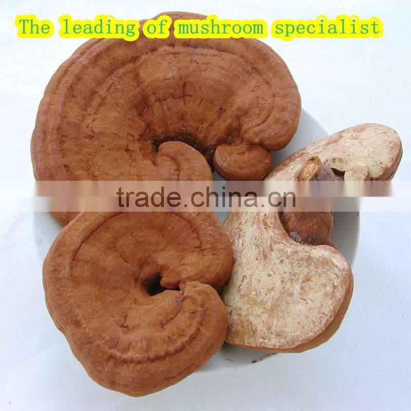 2016 hot sales best Dried Ganoderma Lucidum Mushroom