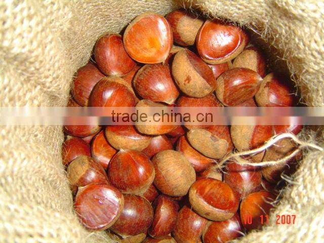 New Chinese Simmondsia chinensis