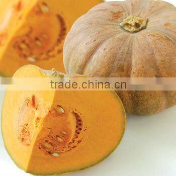 FRESH PUMPKIN PREMIUM QUALITY COMPETITVE PRICE