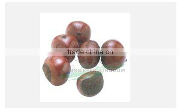 Chestnut/Fresh chestnut/ Chestnut wholesale