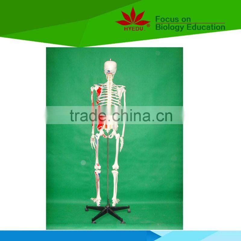 With colored muscle and ligament 170 huamn skeleton medical model