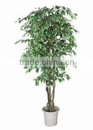 indoor silk ficus/benjamin tree