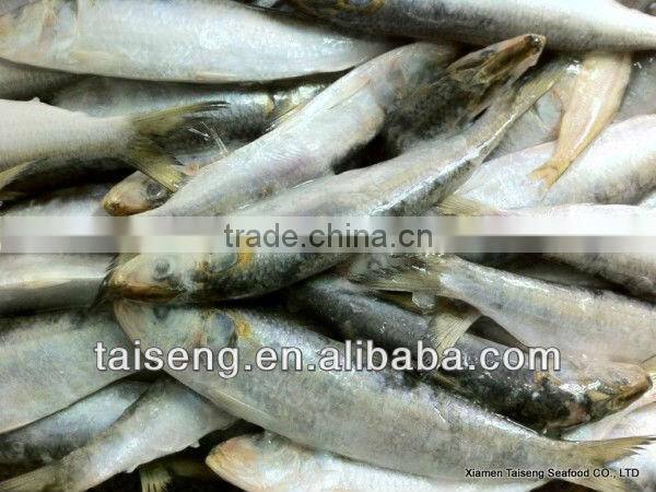 Frozen Canned Sardines Fish