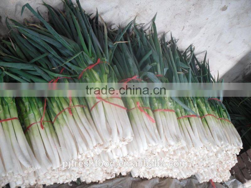 Fresh Onion Long Type Green Onion