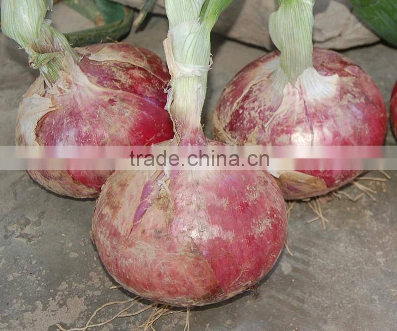 Hybrid onion seeds for growing- Early red preciousness
