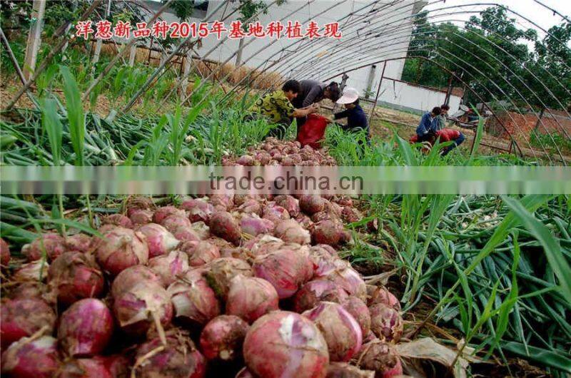 Hybrid onion seeds for growing-red preciousness