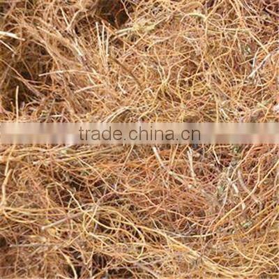 Low Price New Crop Radix Gentianae