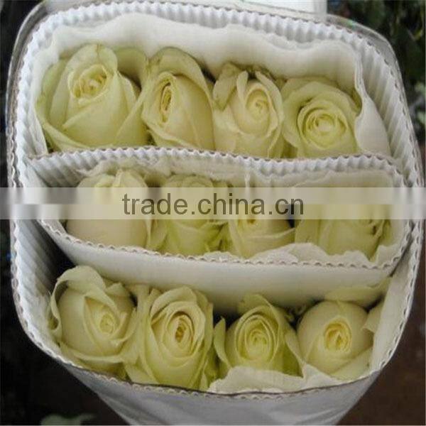 competitive price fresh black rose flower purchase from Kunming flower planting base