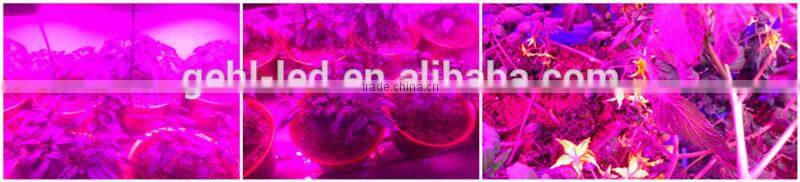 Shenzhen 2016 100w/200w IP65 hydrop grow led greenhouse lights