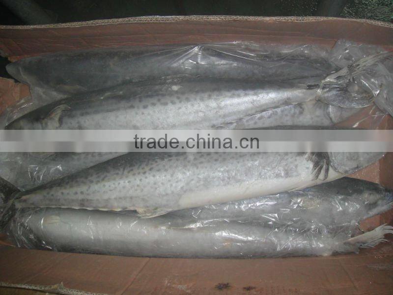frozen king fish mackerel