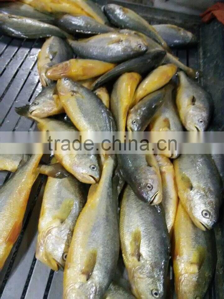 frozen yellow croaker on sale IQF 400-500g ,IWP