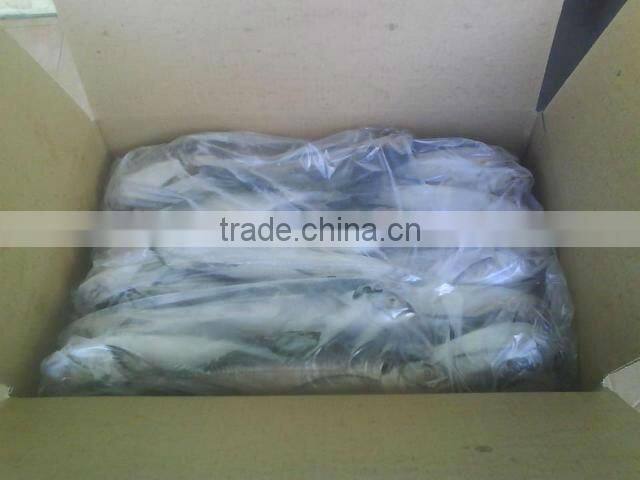 Fresh Frozen Horse mackerel fish from Alo seafood Co.,