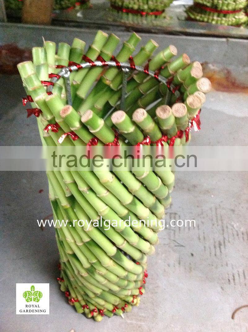 Lucky bamboo ( Dracaena Sanderiana) cage shape