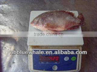 Fresh water black tilapia, IQF Tilapia Fillets
