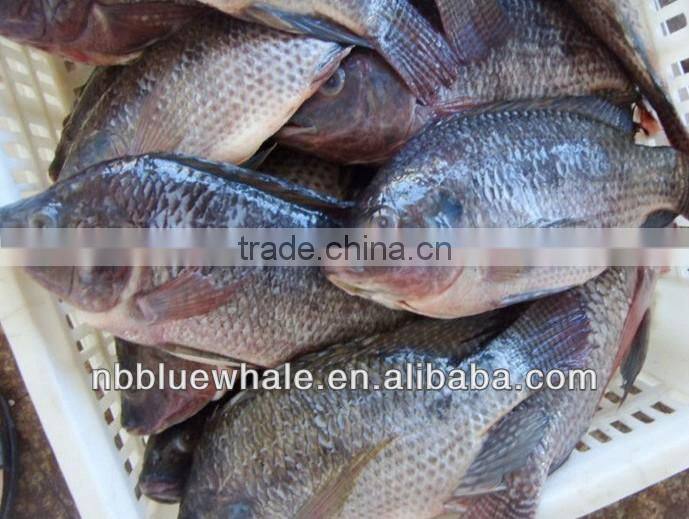 Fresh water black tilapia, IQF Tilapia Fillets