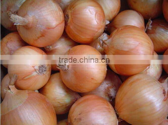allium cepa onion peeling machine/garlic dry peeling machine
