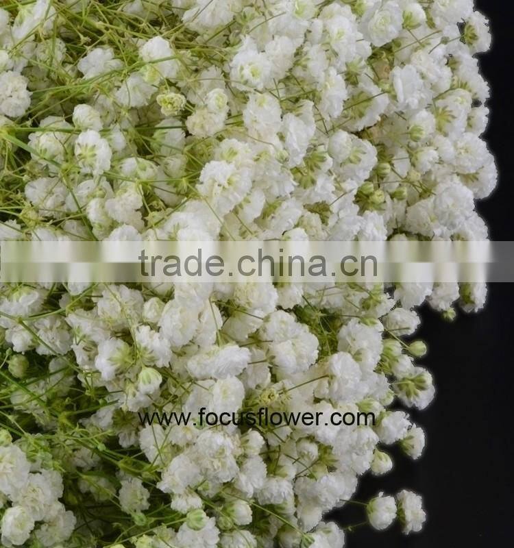 Ornamental Plants Real Touch Flower Onlin Wholesale Shop Baby's Breath