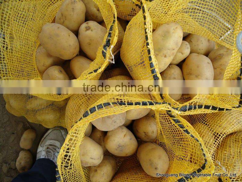2016 fresh Holland potato (china)