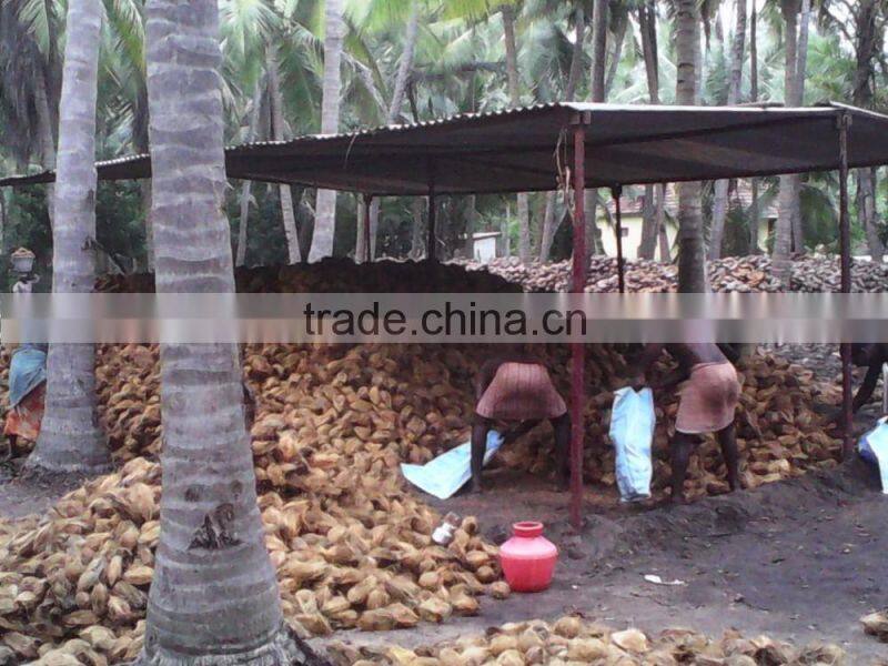fresh coconuts from kerala