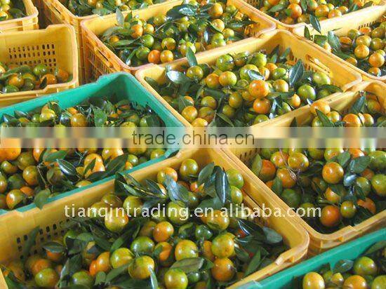 fresh chinese mandarin