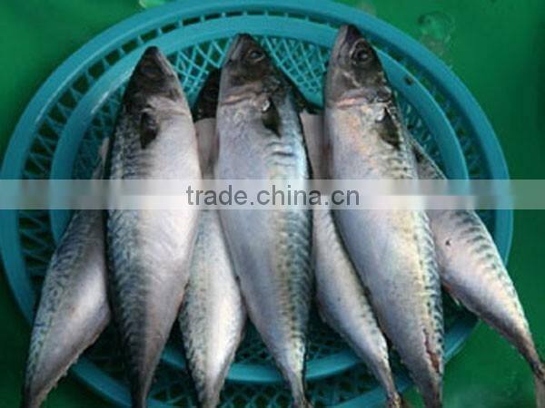 Fish Scale Remove Fish Cleaning Machine