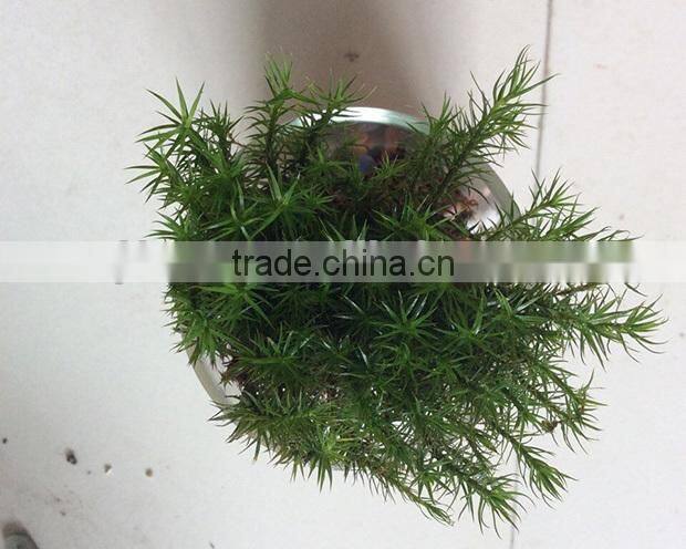 DIY accessories natural moss decorative green moss for micro landscape