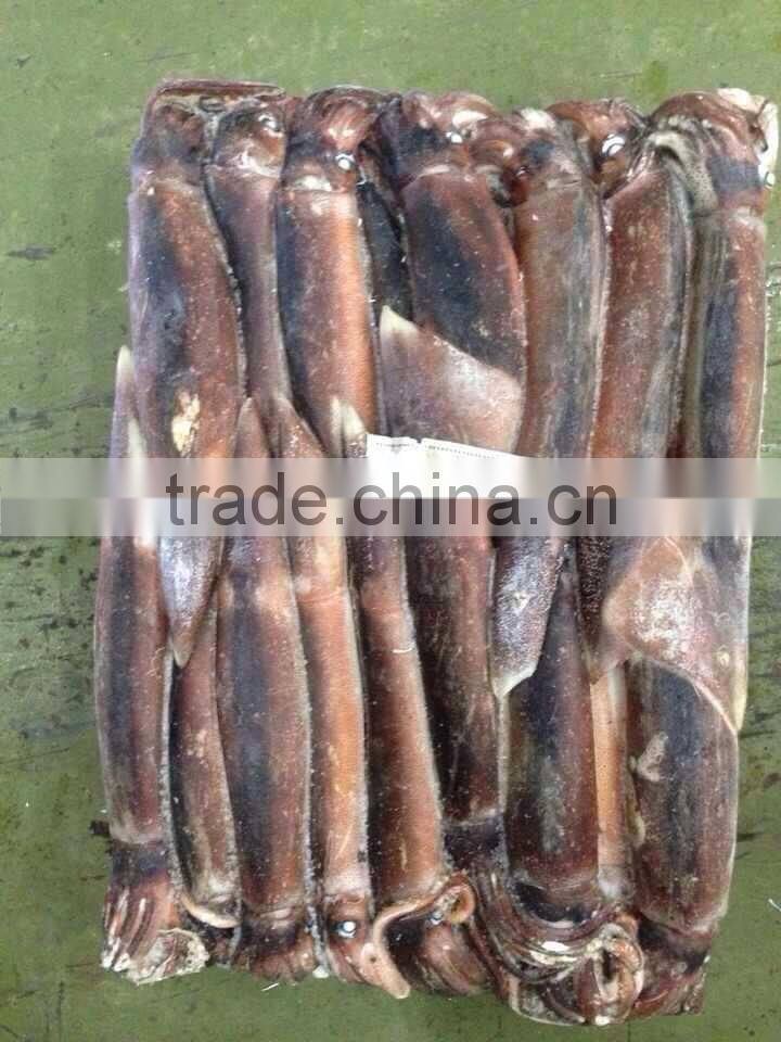 300-400g Sea Frozen W/R Illex Squid