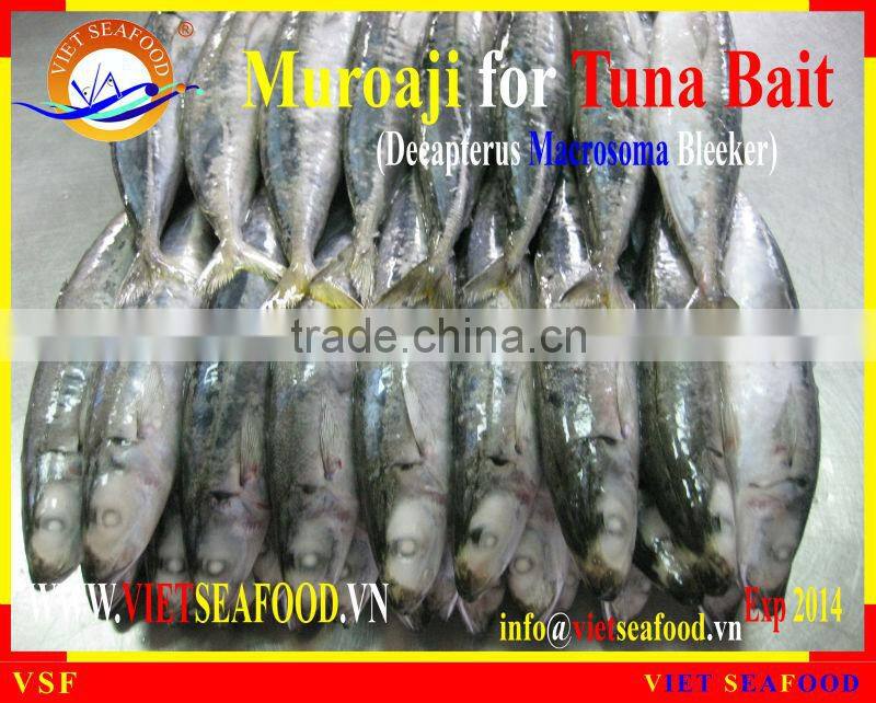 FROZEN W/R MUROAJI FOR TUNA BAIT
