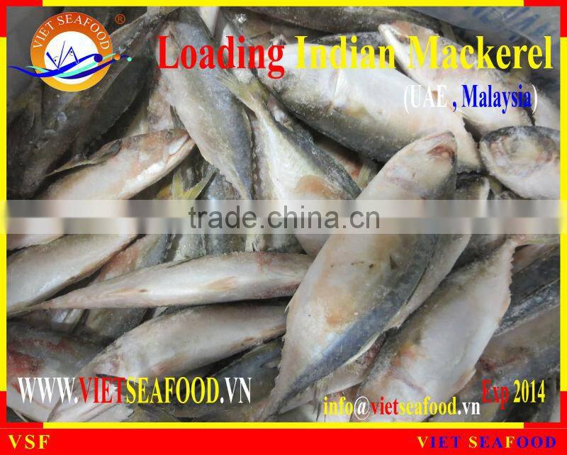 LOADING INDIAN MACKEREL