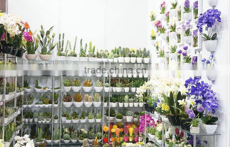 Colourful Bonsai Plants For Sale