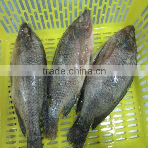 Frozen Whole Tilapia Fish 500g To 800g