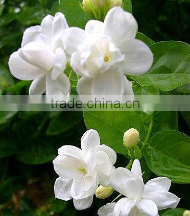 2016 New arrived jasmine tea 01