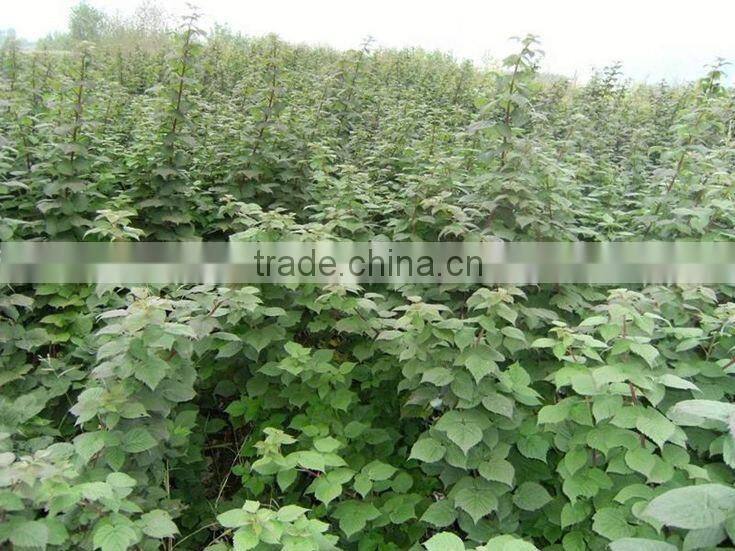 raspberry tree seedling