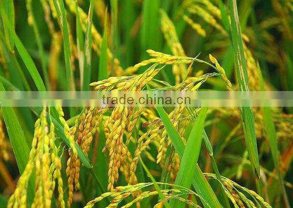 ISO approved rice and wheat thresher machine