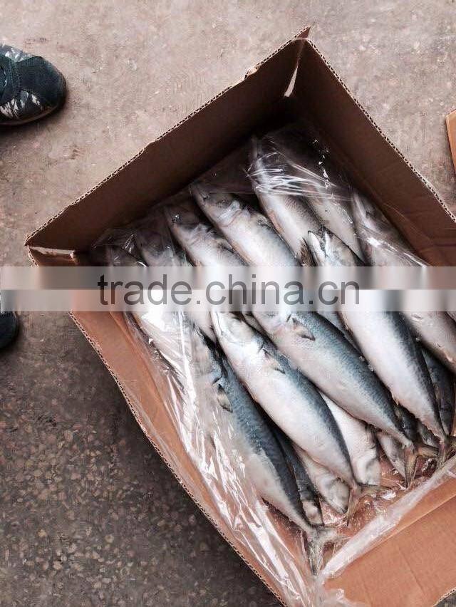AAA QAULITY Frozen PACIFIC Mackerel